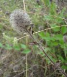 Trifolium diffusum