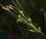 Juncus tenuis. Соцветие. Московская обл., Раменский р-н, окр. ж.-д. платформы Хрипань, просека под ЛЭП. 12.06.2014.