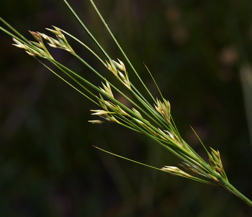 Image of Juncus tenuis specimen.