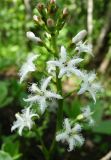 Menyanthes trifoliata. Соцветие. Тульская обл., Ленинский р-н, участок засечного леса между пос. Озерный и пос. Ломинцево, карстовое болото. 18.05.2014.