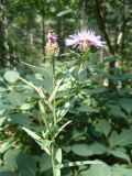 Centaurea jacea subspecies substituta. Верхушка цветущего растения. Крым, Ялта, ущелье Уч-Кош. 05.08.2009.