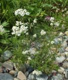Achillea ledebourii. Цветущее растение. Юг Красноярского края, Ермаковский р-н, берег р. Ус недалеко от пос. Арадан. Конец июля 2009 г.