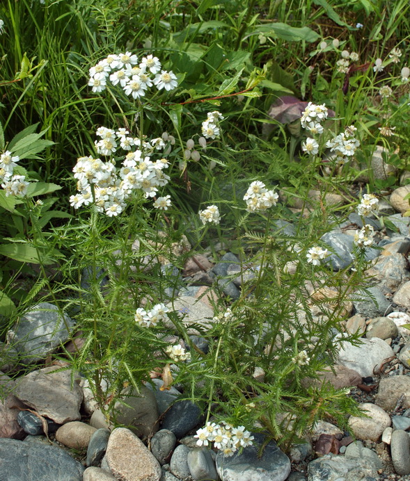 Image of Achillea ledebourii specimen.