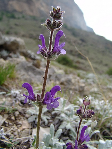 Изображение особи Salvia canescens.