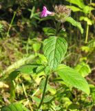 Clinopodium vulgare