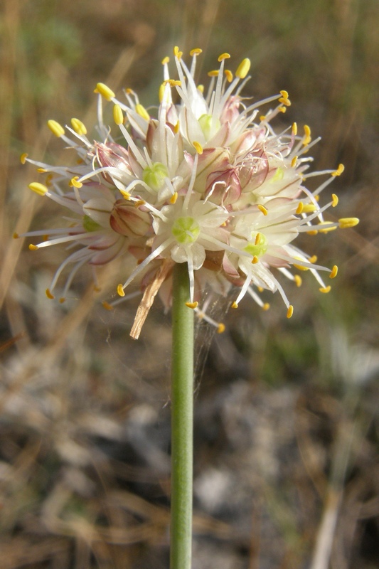 Image of Allium marschallianum specimen.