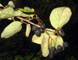 Cotoneaster lucidus. Ветвь со зрелыми плодами. Томск, парк \"Университетская роща\". 23.09.2009.