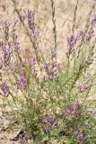 Astragalus varius. Цветущее растение. Окр. Волгограда, песчаная степь, 31.05.2006.