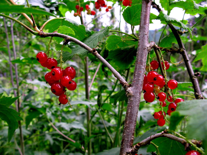 Image of Ribes atropurpureum specimen.