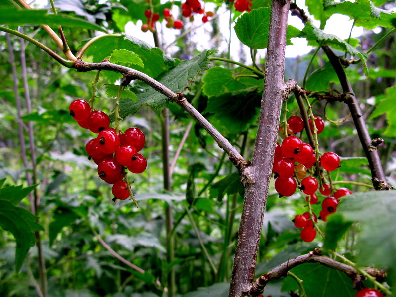 Изображение особи Ribes atropurpureum.