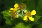 Geum macrophyllum