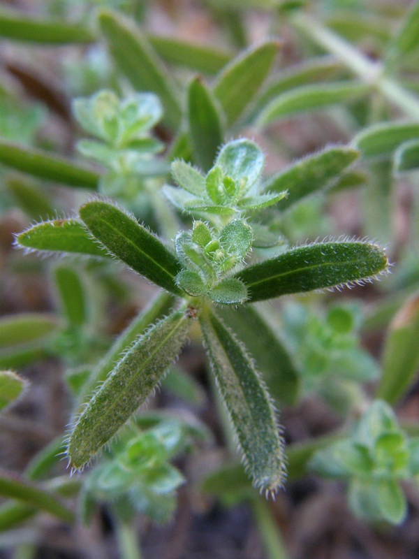 Image of Cruciata taurica specimen.