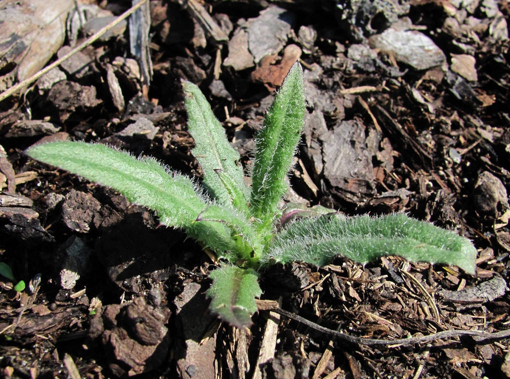 Изображение особи Cirsium setosum.