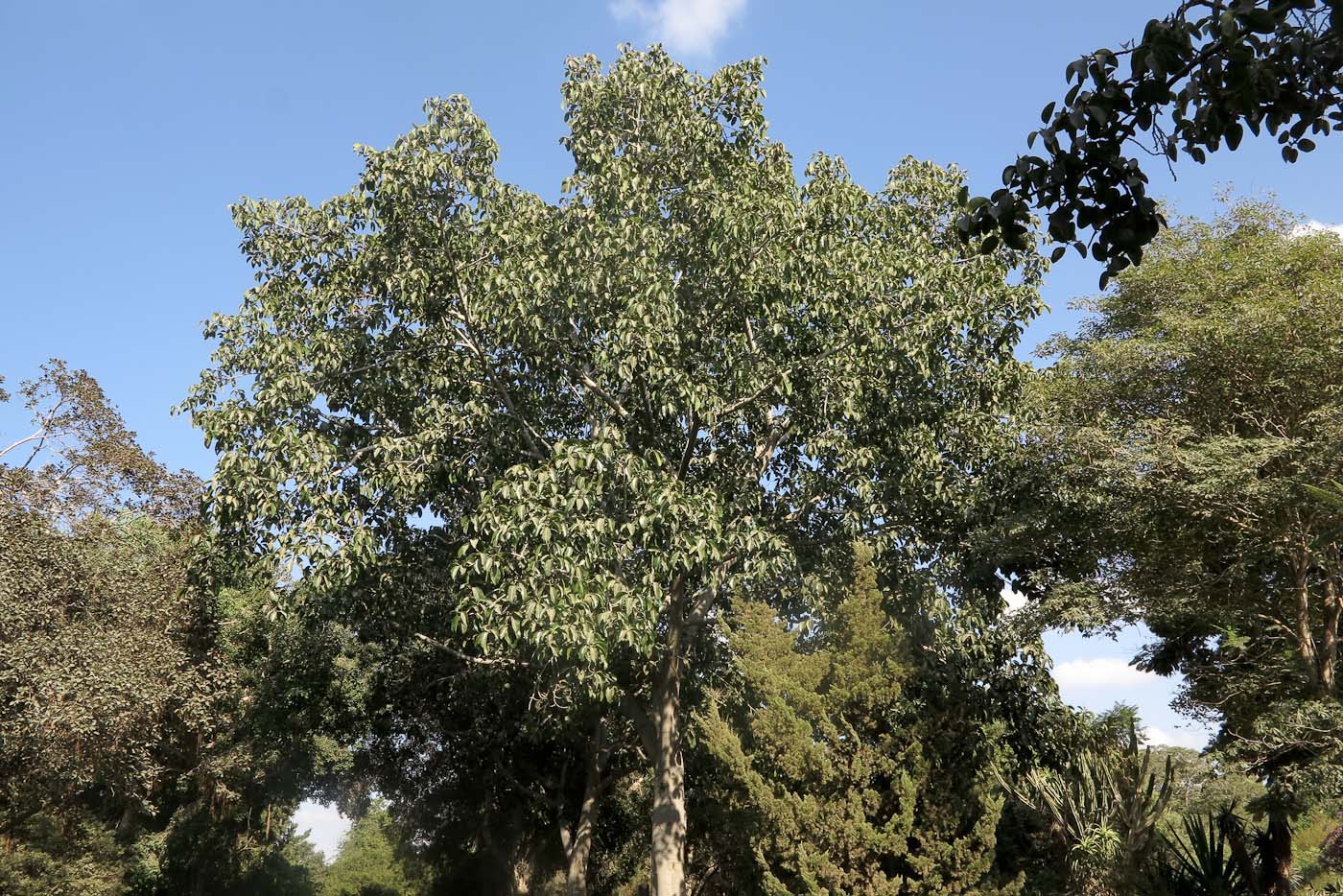 Image of Ficus saussureana specimen.