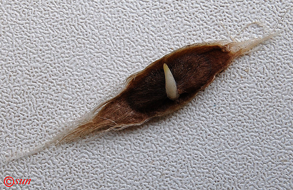 Image of Catalpa bignonioides specimen.