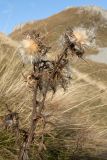 genus Cirsium. Верхушка плодоносящего растения. Черногория, нац. парк Дурмитор, горная степь. 14.10.2014.