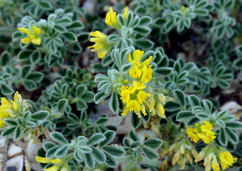 Image of Medicago marina specimen.