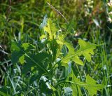 Lactuca serriola. Верхушка молодого растения. Московская обл., Раменский р-н, окр. ж.-д. платформы Хрипань, залежь. 30.07.2015.