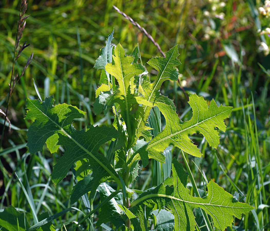 Изображение особи Lactuca serriola.