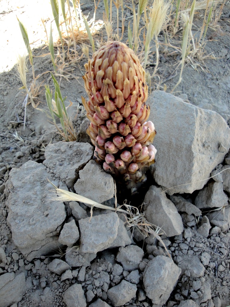 Image of genus Cistanche specimen.