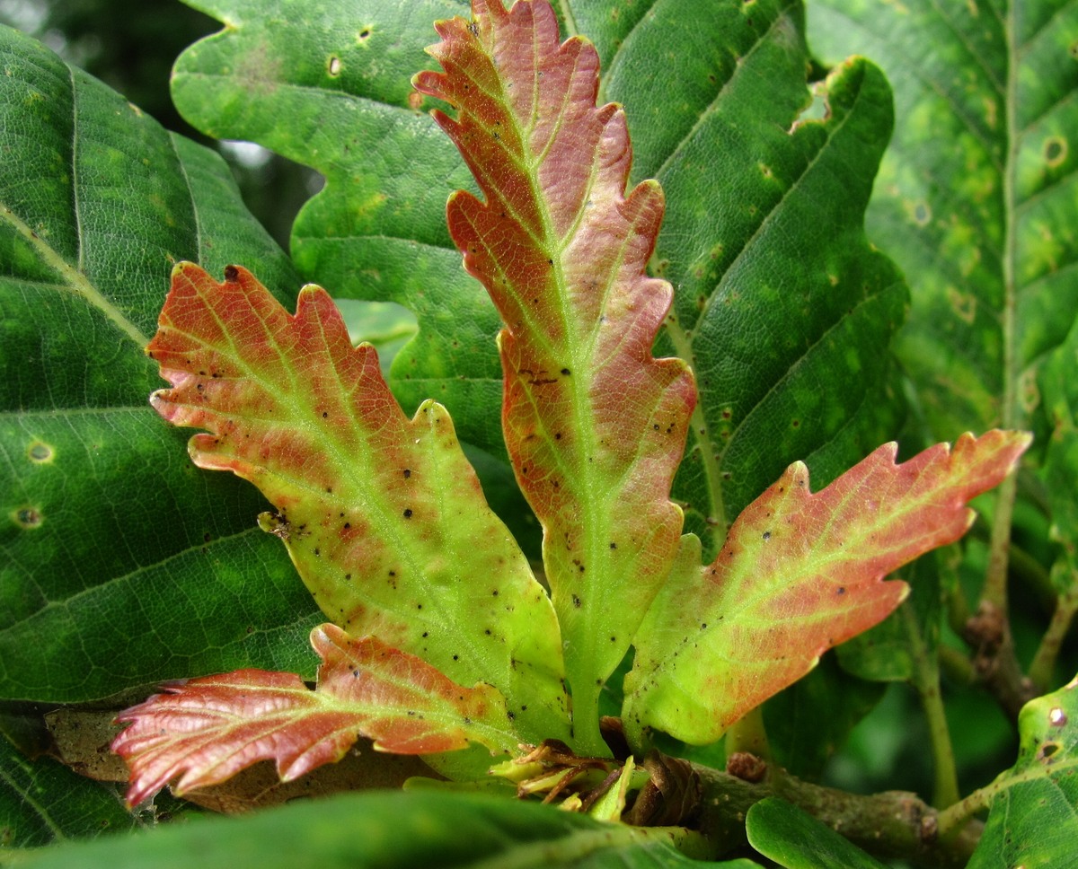 Image of Quercus petraea specimen.