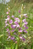 Dactylorhiza iberica