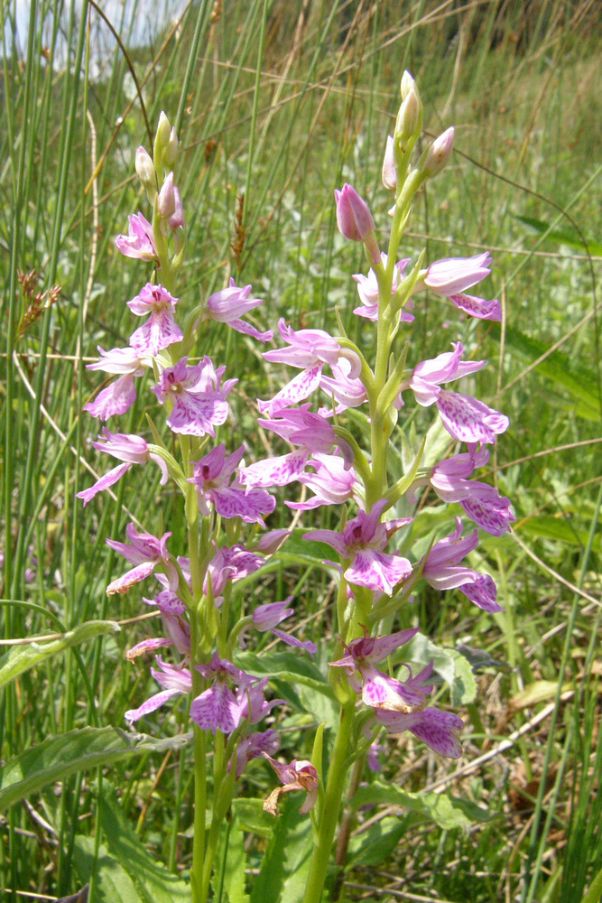 Изображение особи Dactylorhiza iberica.