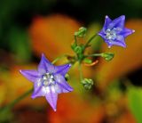 Triteleia laxa