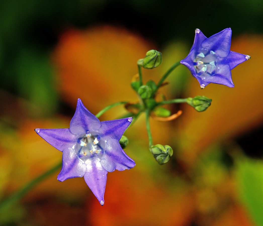 Изображение особи Triteleia laxa.