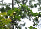 Codonopsis lanceolata. Часть побега с цветком и бутонами. Приморье, Лазовский р-н, окр. села Чистоводное, опушка смешанного леса. 19.08.2015.