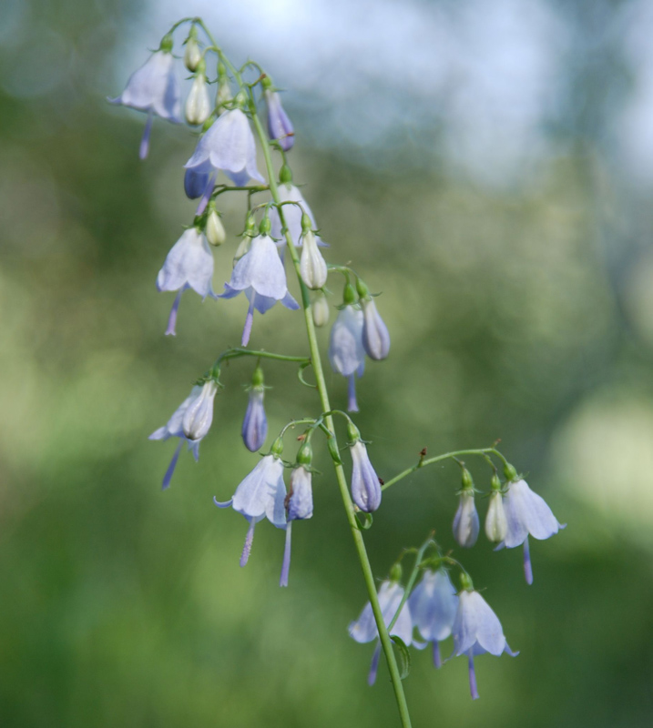 Изображение особи Adenophora liliifolia.