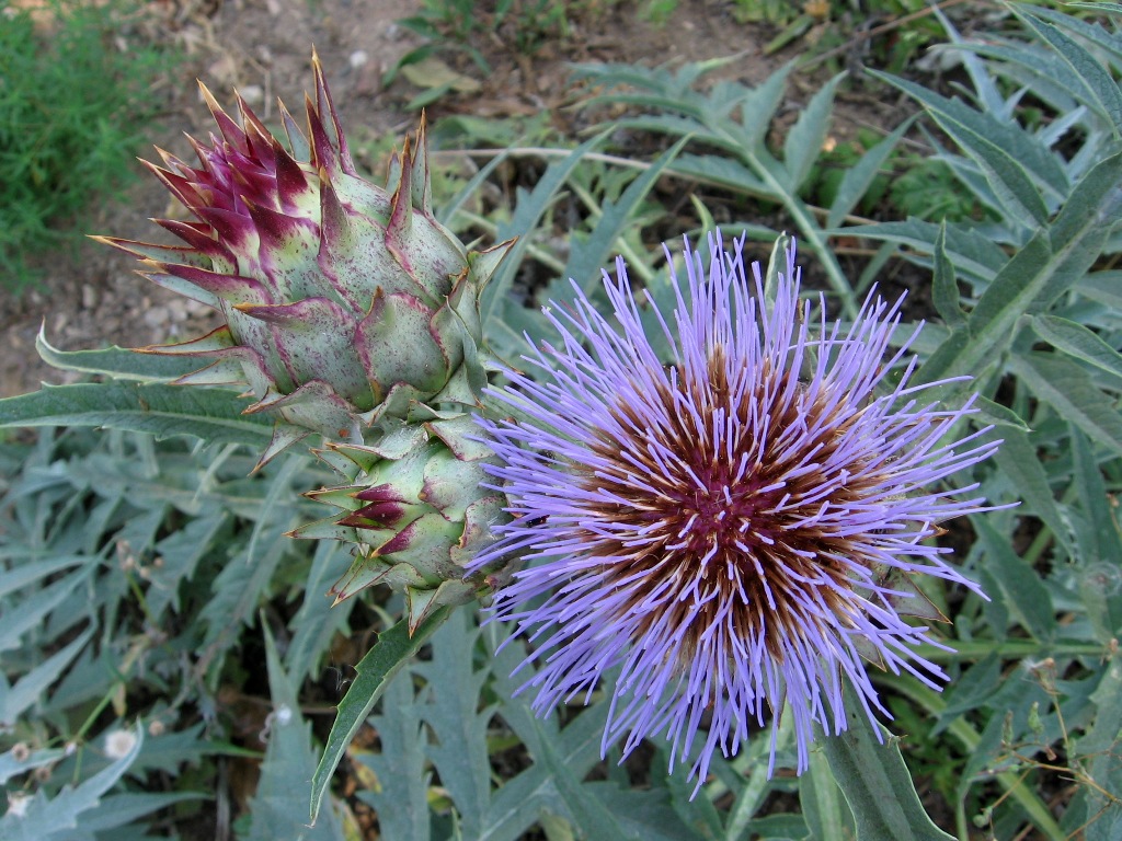 Image of Cynara scolymus specimen.