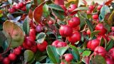 Gaultheria procumbens. Верхушки побегов со зрелыми плодами. Германия, г. Мюнхен, озеленение. Декабрь 2015 г.