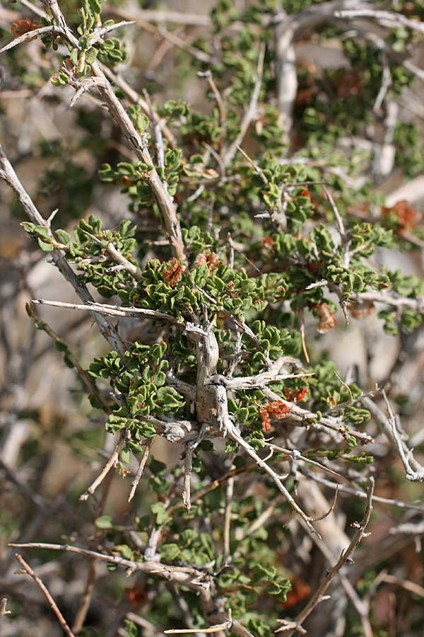 Image of Atraphaxis compacta specimen.