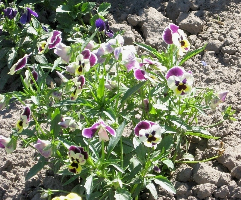 Image of Viola wittrockiana specimen.
