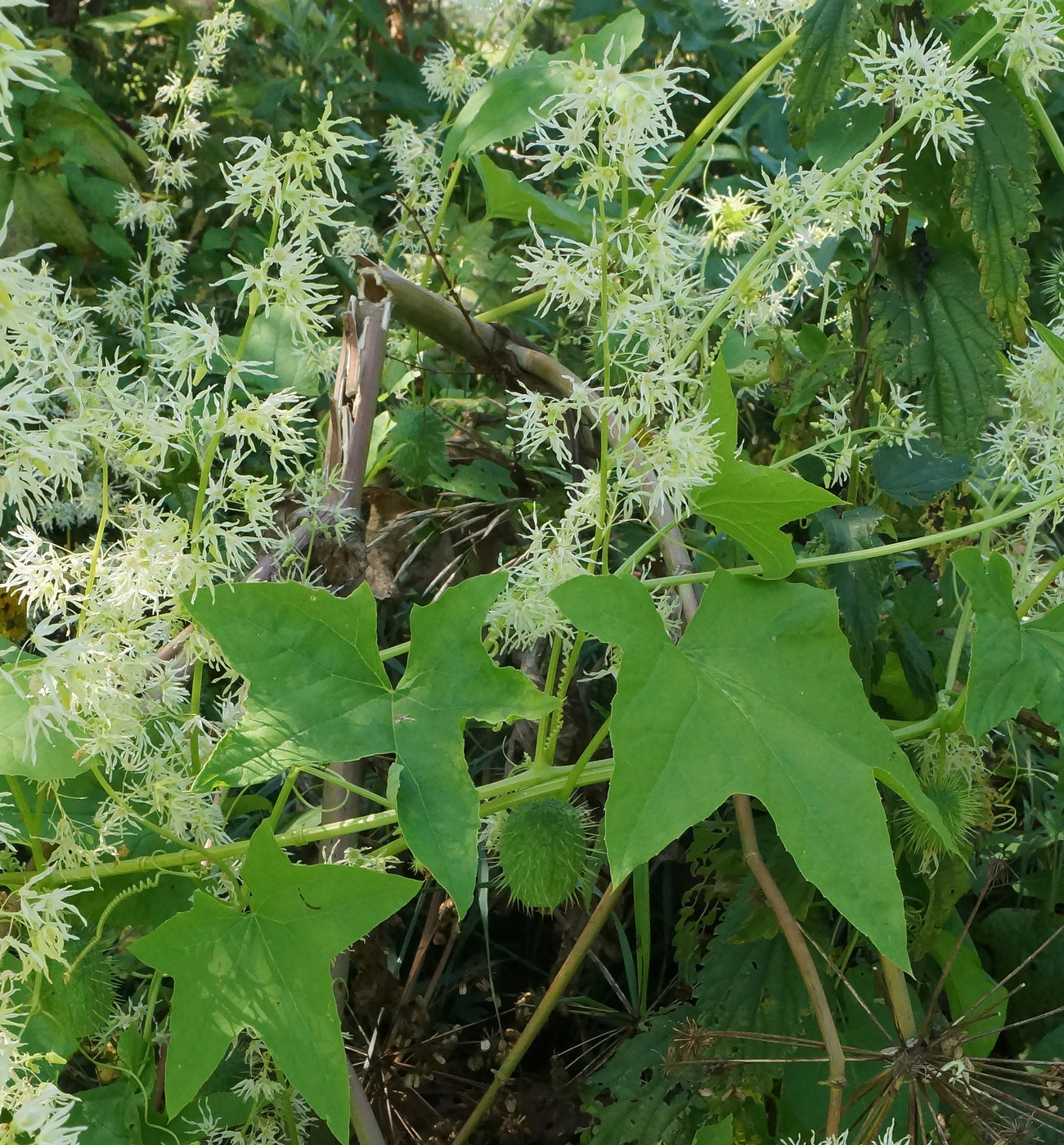 Изображение особи Echinocystis lobata.