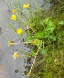 Caltha palustris