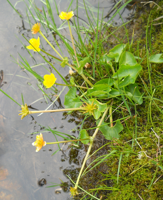 Image of Caltha palustris specimen.