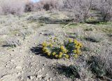Euphorbia monostyla