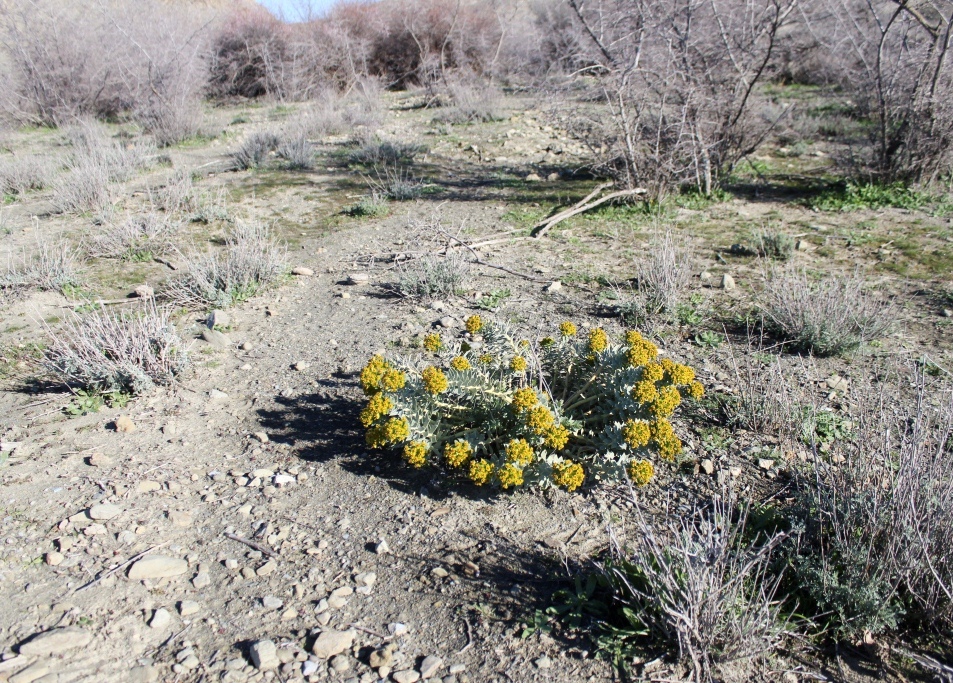 Image of Euphorbia monostyla specimen.