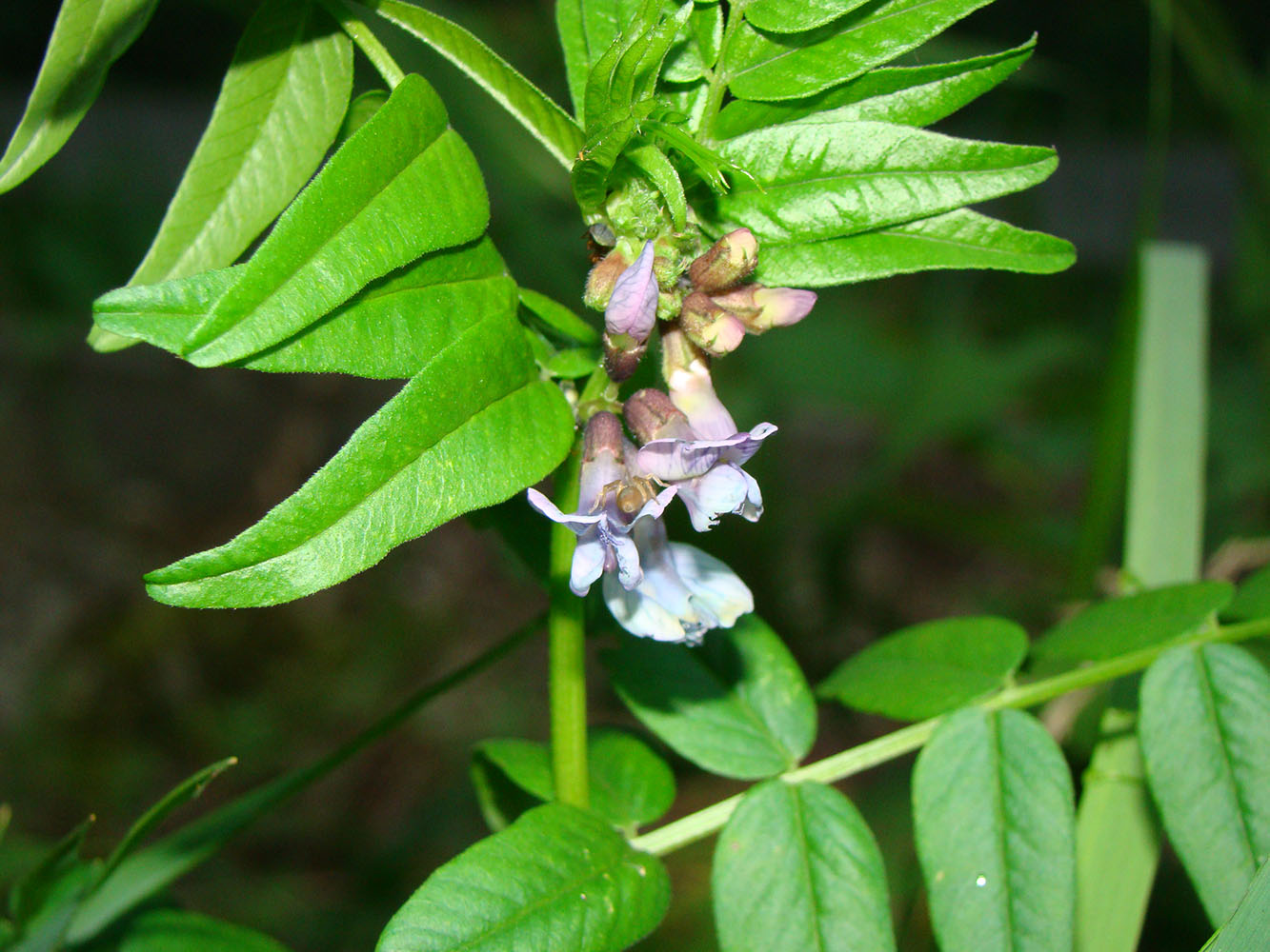 Image of Vicia sepium specimen.