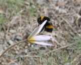 Image of taxon representative. Author is Тамара Риб