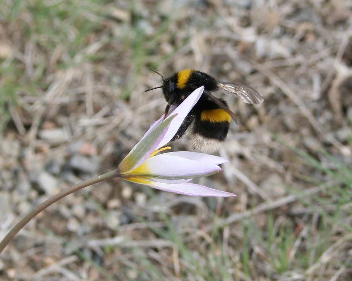 Image of Tulipa patens specimen.