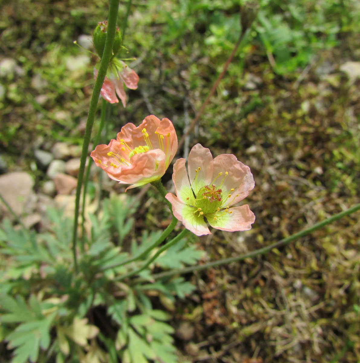 Изображение особи Papaver alboroseum.