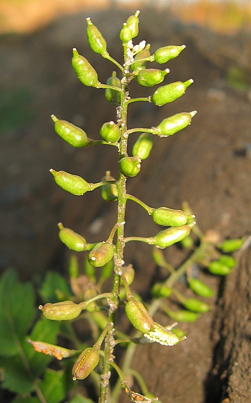Изображение особи Rorippa palustris.