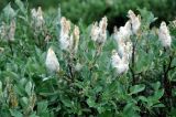 genus Salix