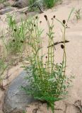 Sanguisorba officinalis
