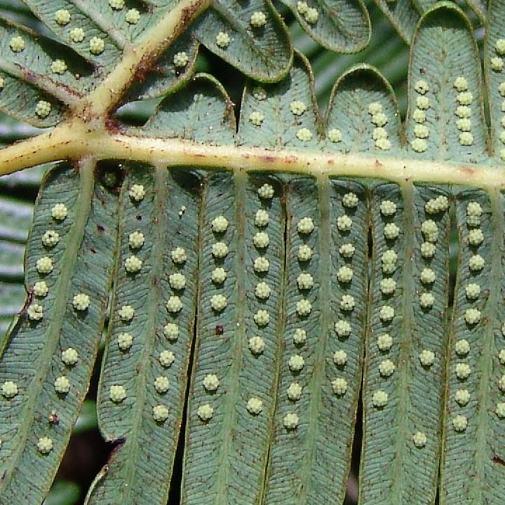 Image of Dicranopteris linearis specimen.