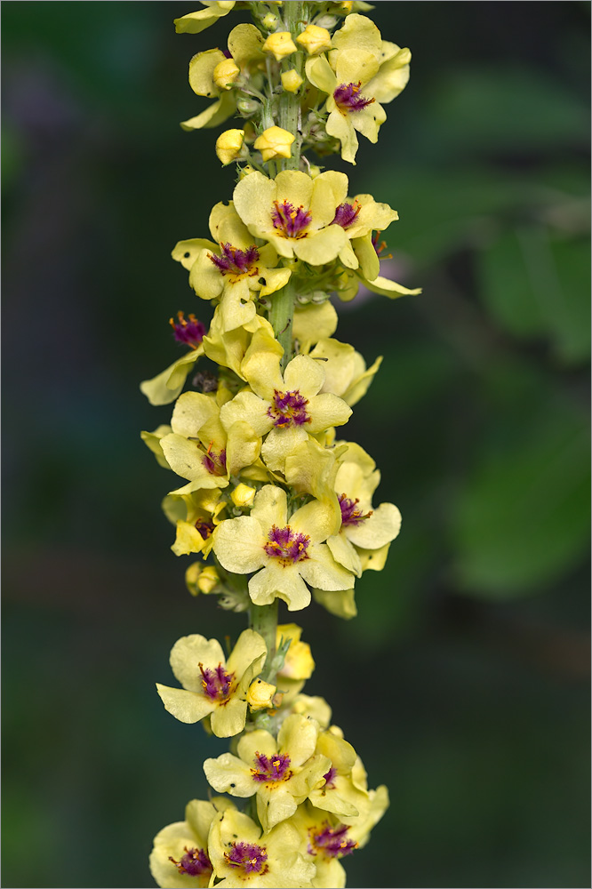 Изображение особи Verbascum nigrum.