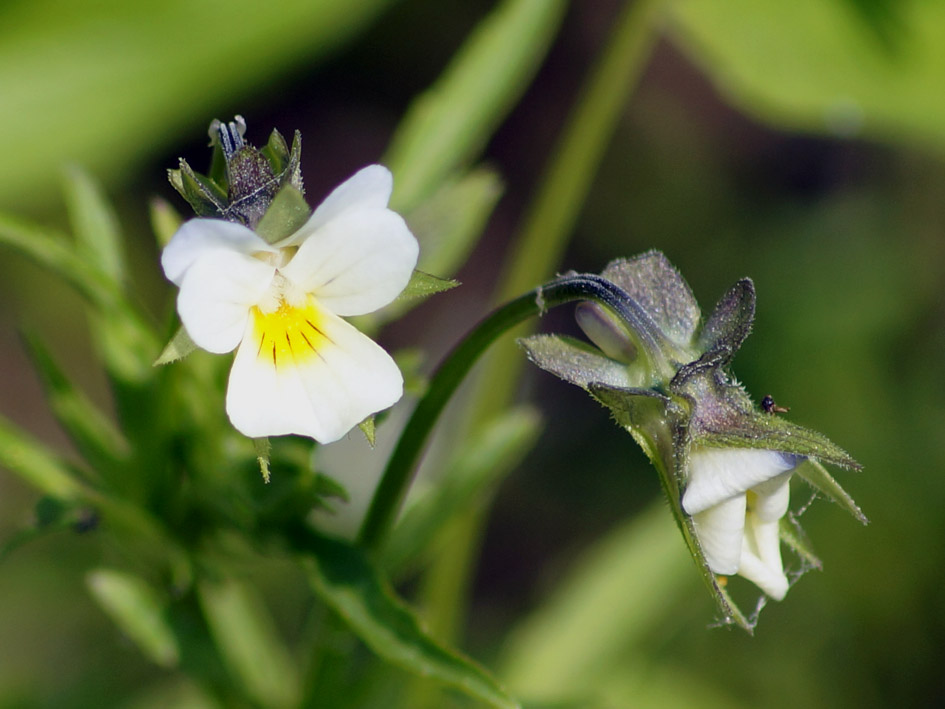 Image of Viola arvensis specimen.